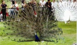 在线观看孔雀,在线观看孔雀的奇幻之旅